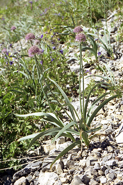 Изображение особи Allium carolinianum.