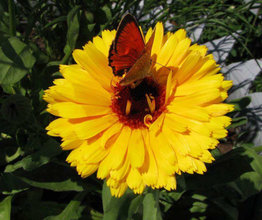 Image of Calendula officinalis specimen.