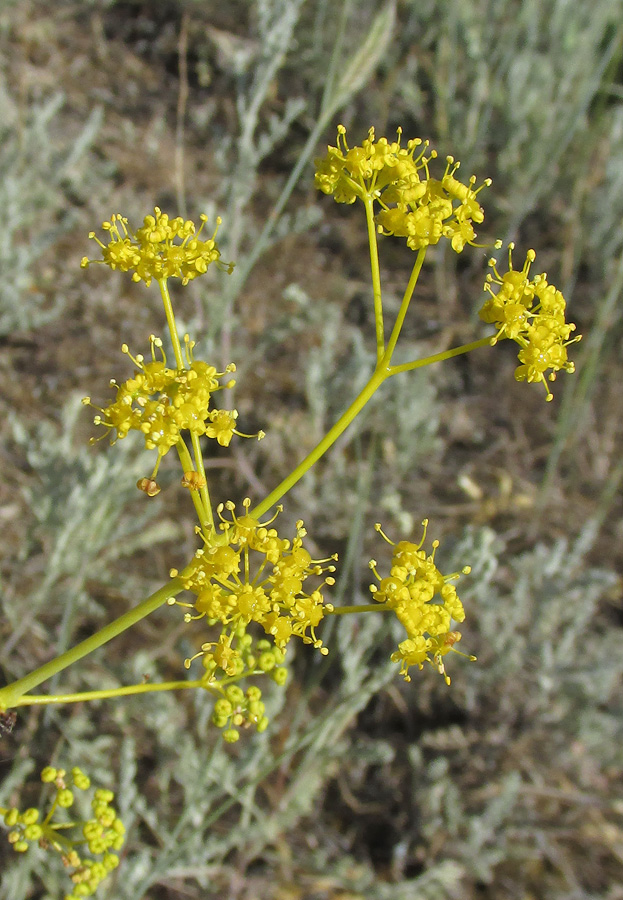 Image of Ferula caspica specimen.