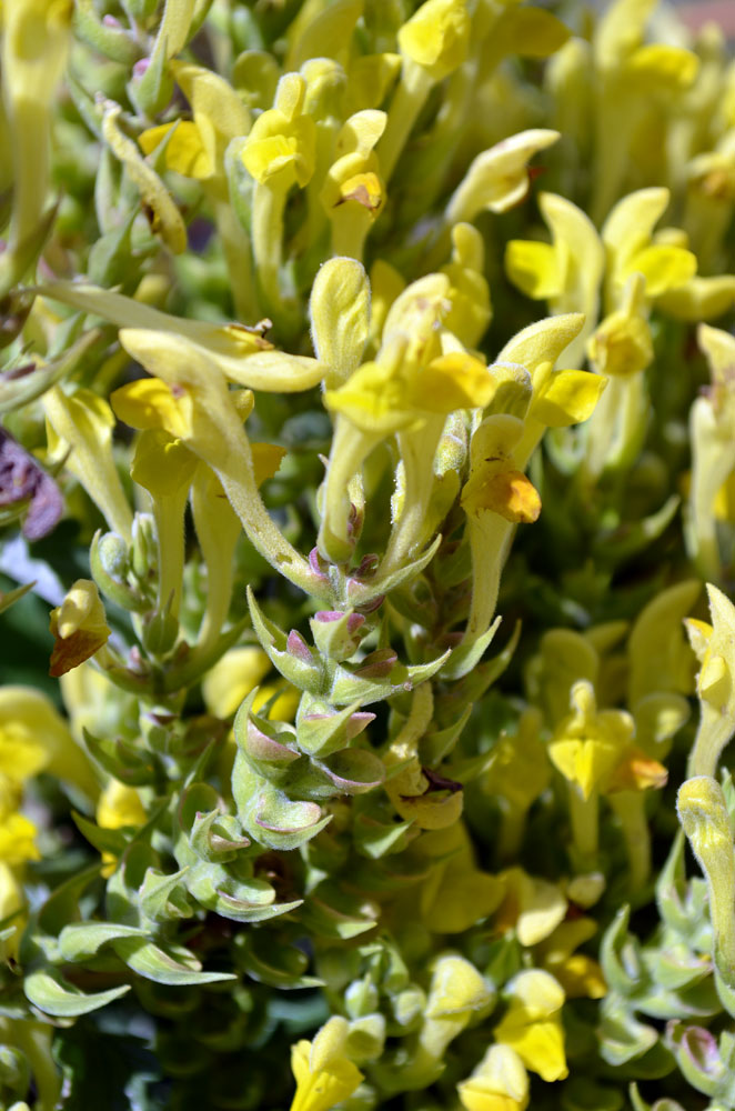 Image of Scutellaria comosa specimen.