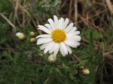 Argyranthemum adauctum подвид canariense. Верхушка побега с распустившимся и распускающимися соцветиями. Испания, Канарские о-ва, Гран Канария, окр. населённого пункта Tejeda, редколесье из канарской сосны. 27 февраля 2010 г.