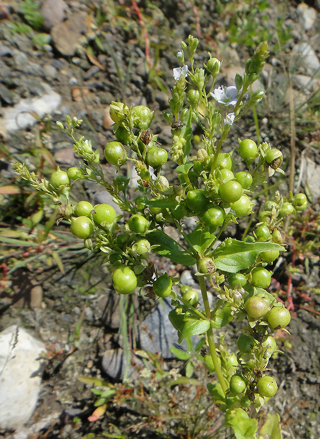 Изображение особи Veronica anagallis-aquatica.