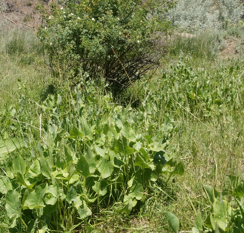 Image of Ligularia songarica specimen.