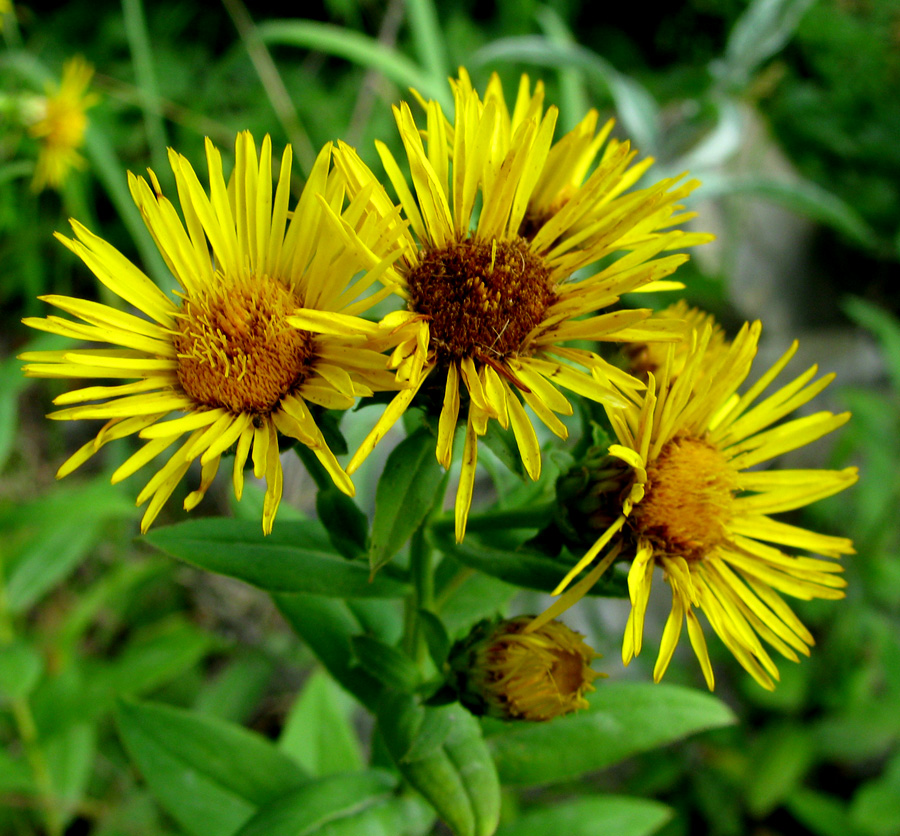 Image of Inula aspera specimen.