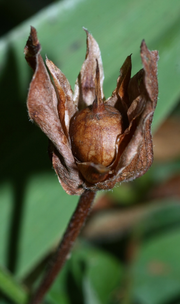 Image of Calystegia dahurica specimen.