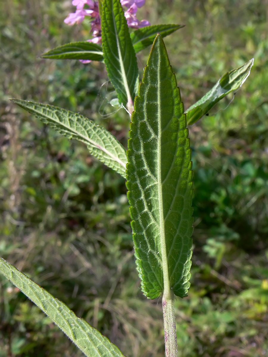 Image of Stachys palustris specimen.