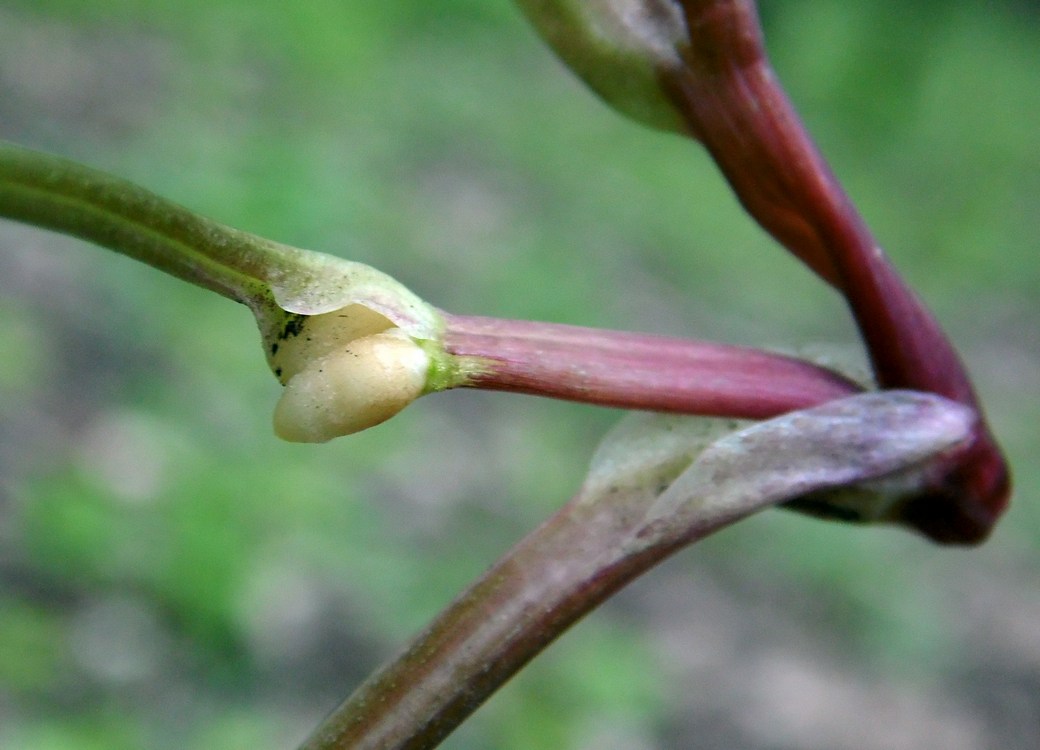 Image of Ficaria verna specimen.