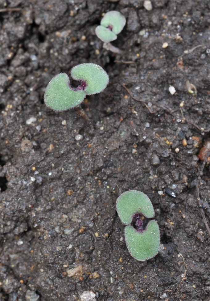 Изображение особи Nepeta mussinii.