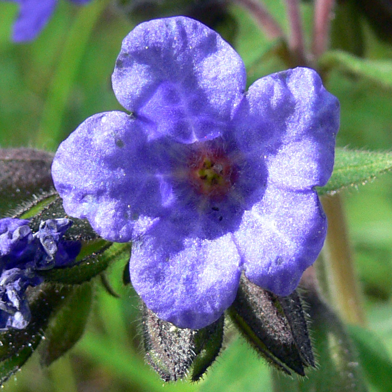 Image of Pulmonaria mollis specimen.