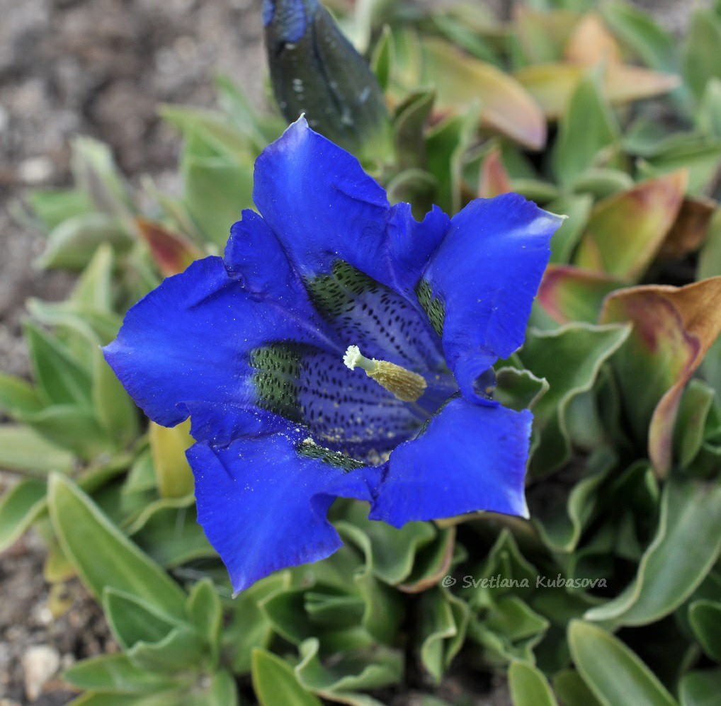 Image of Gentiana dinarica specimen.