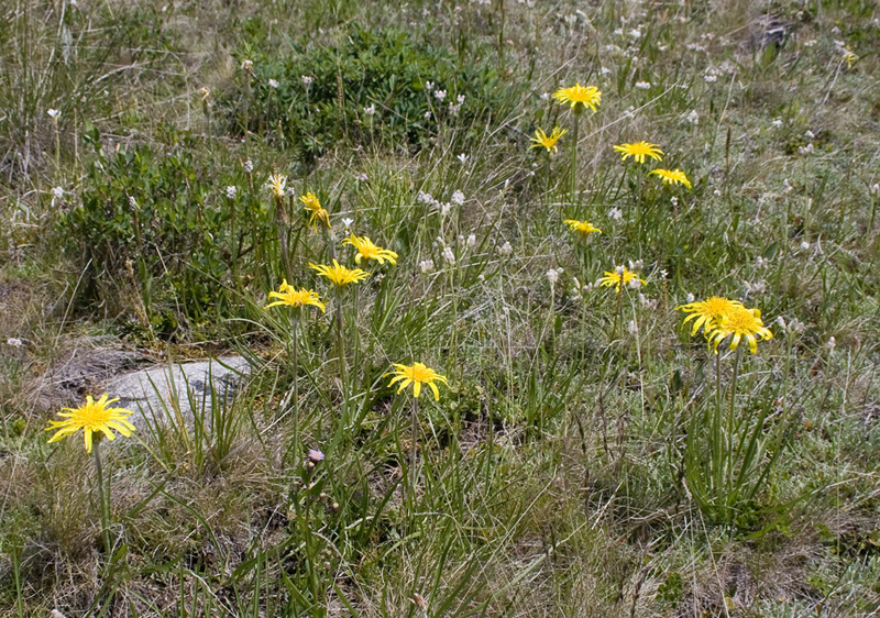 Image of Scorzonera radiata specimen.