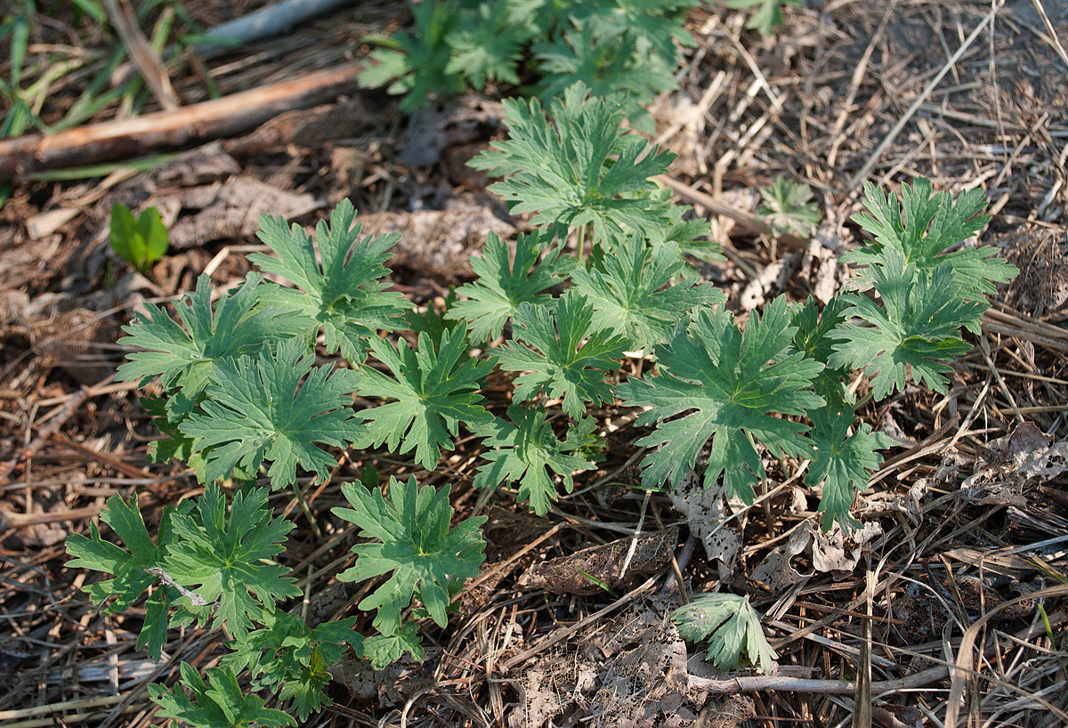 Изображение особи Geranium affine.