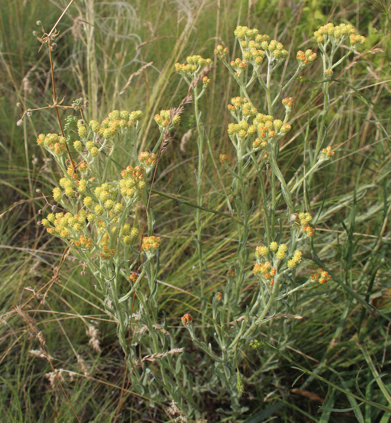 Image of Helichrysum arenarium specimen.