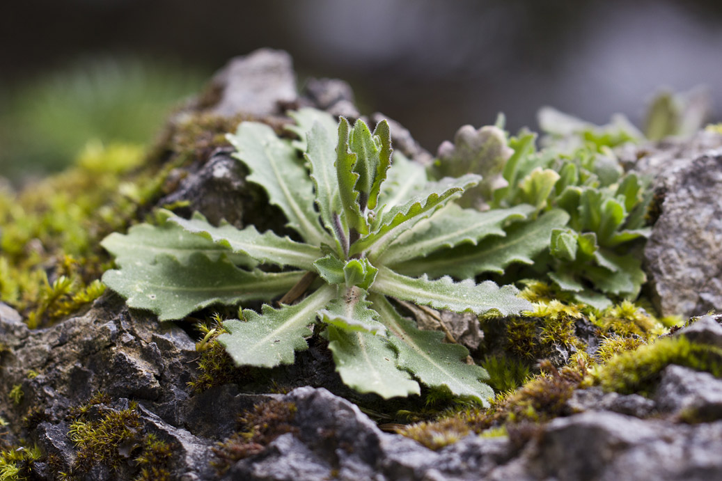 Изображение особи род Arabis.