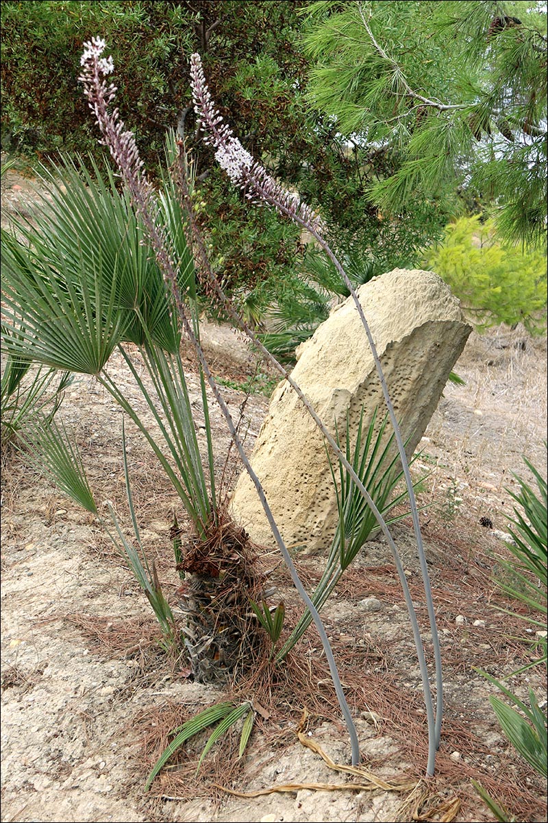 Image of Drimia maritima specimen.