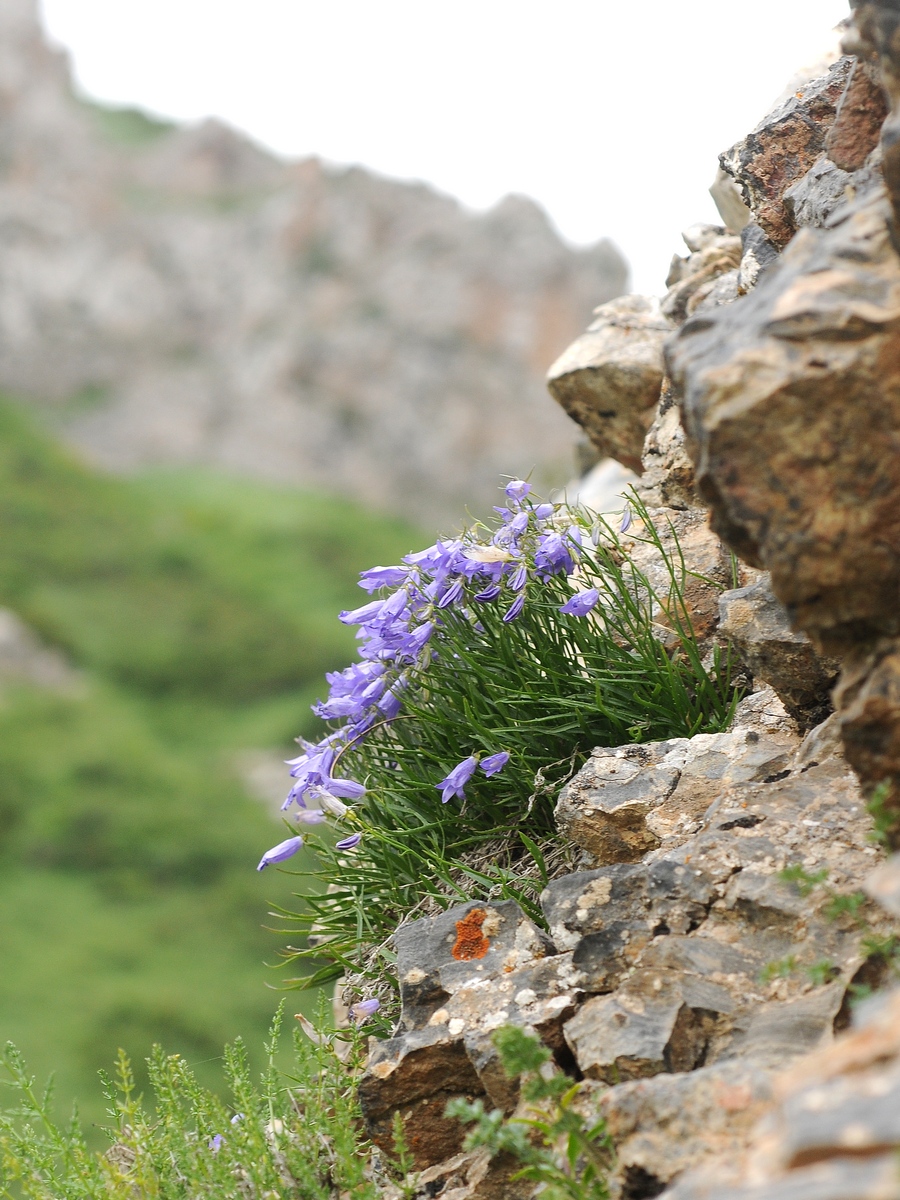 Image of Campanula capusii specimen.