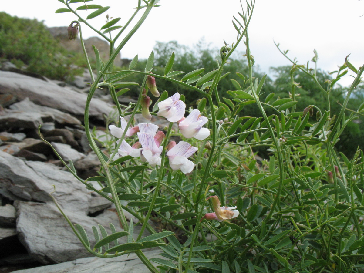 Image of Vicia kokanica specimen.