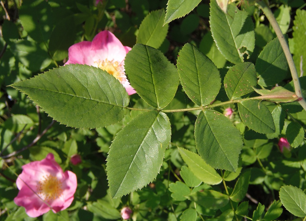 Image of genus Rosa specimen.