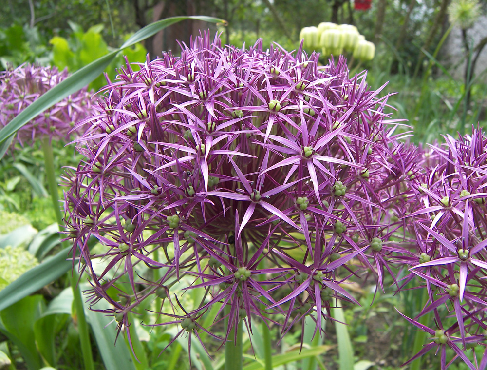 Image of Allium cristophii specimen.