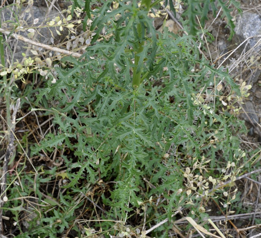 Image of Verbascum roripifolium specimen.