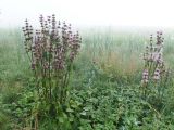 Phlomoides tuberosa