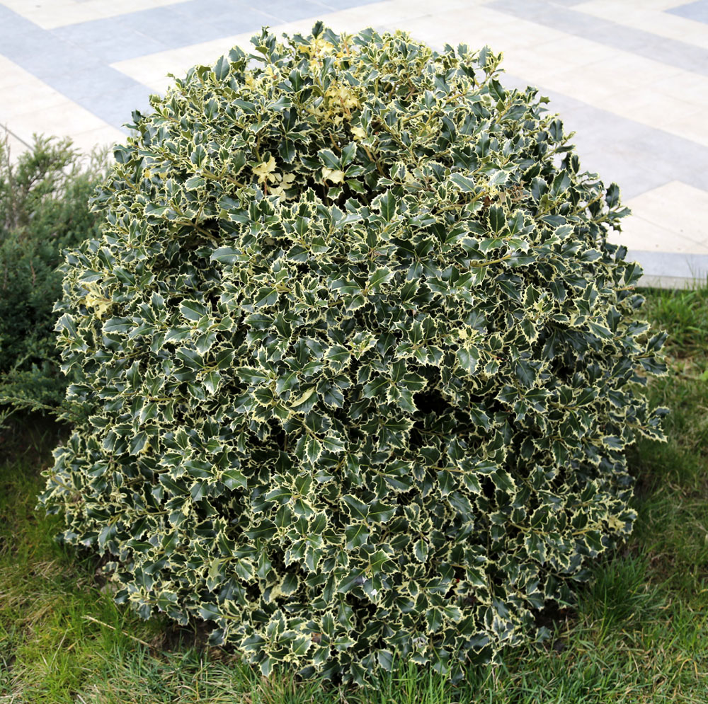 Изображение особи Ilex aquifolium.