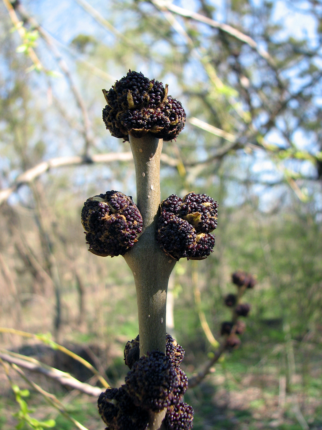 Image of genus Fraxinus specimen.