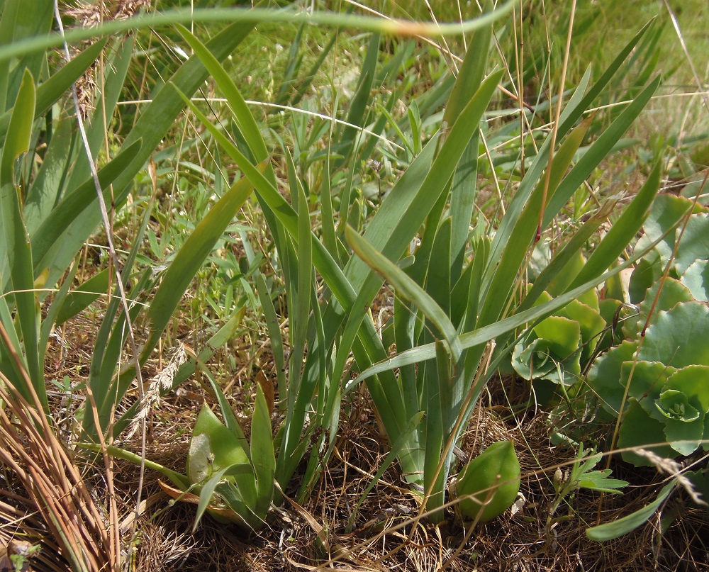 Image of Iris pumila specimen.