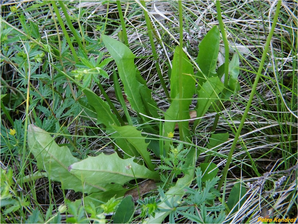 Image of Leontodon hispidus ssp. hastilis specimen.