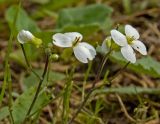 Image of taxon representative. Author is Мария Жукова