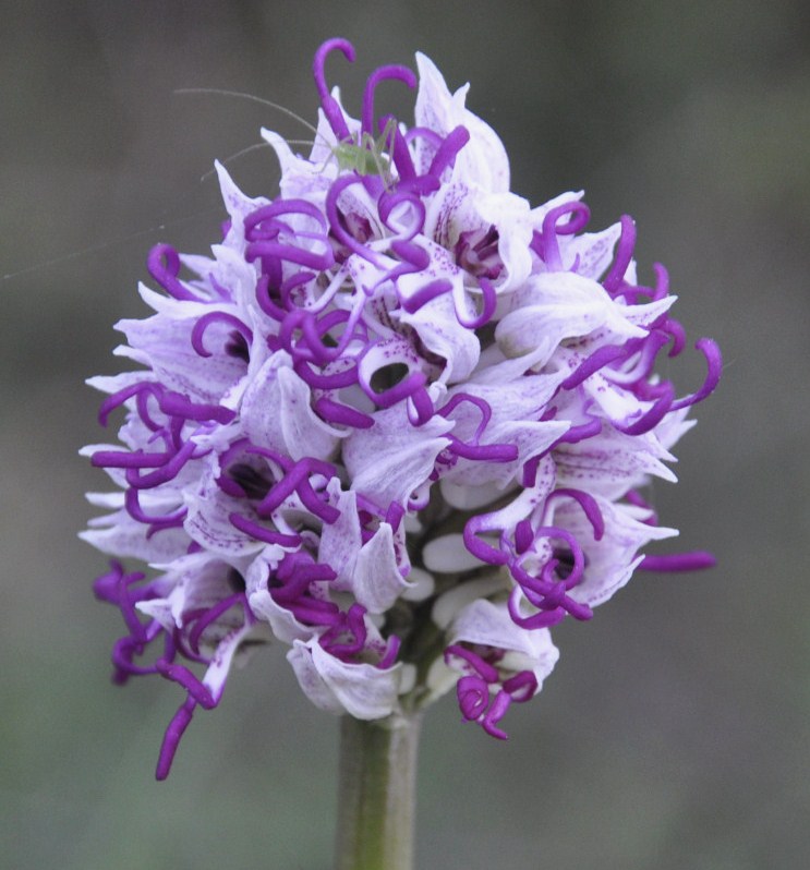 Изображение особи Orchis simia.