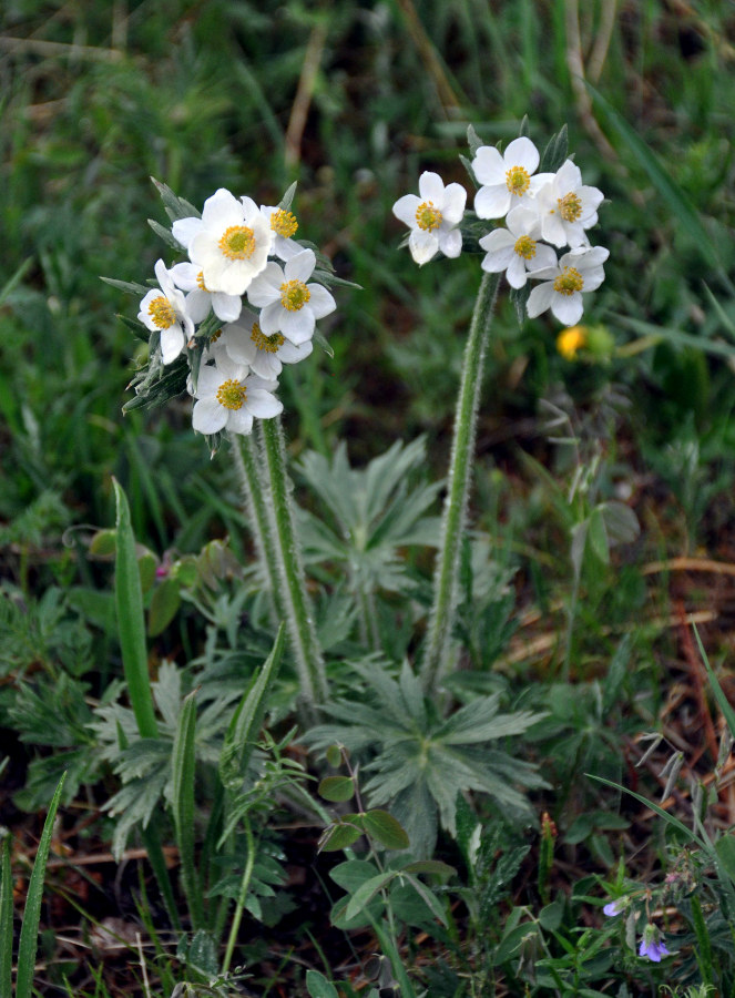 Image of Anemonastrum crinitum specimen.