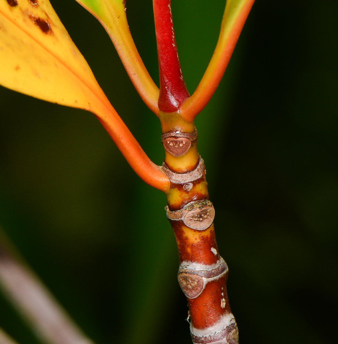 Image of Rhizophora apiculata specimen.