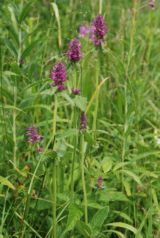 Image of Betonica officinalis specimen.