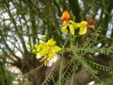 View full-size image Parkinsonia aculeata