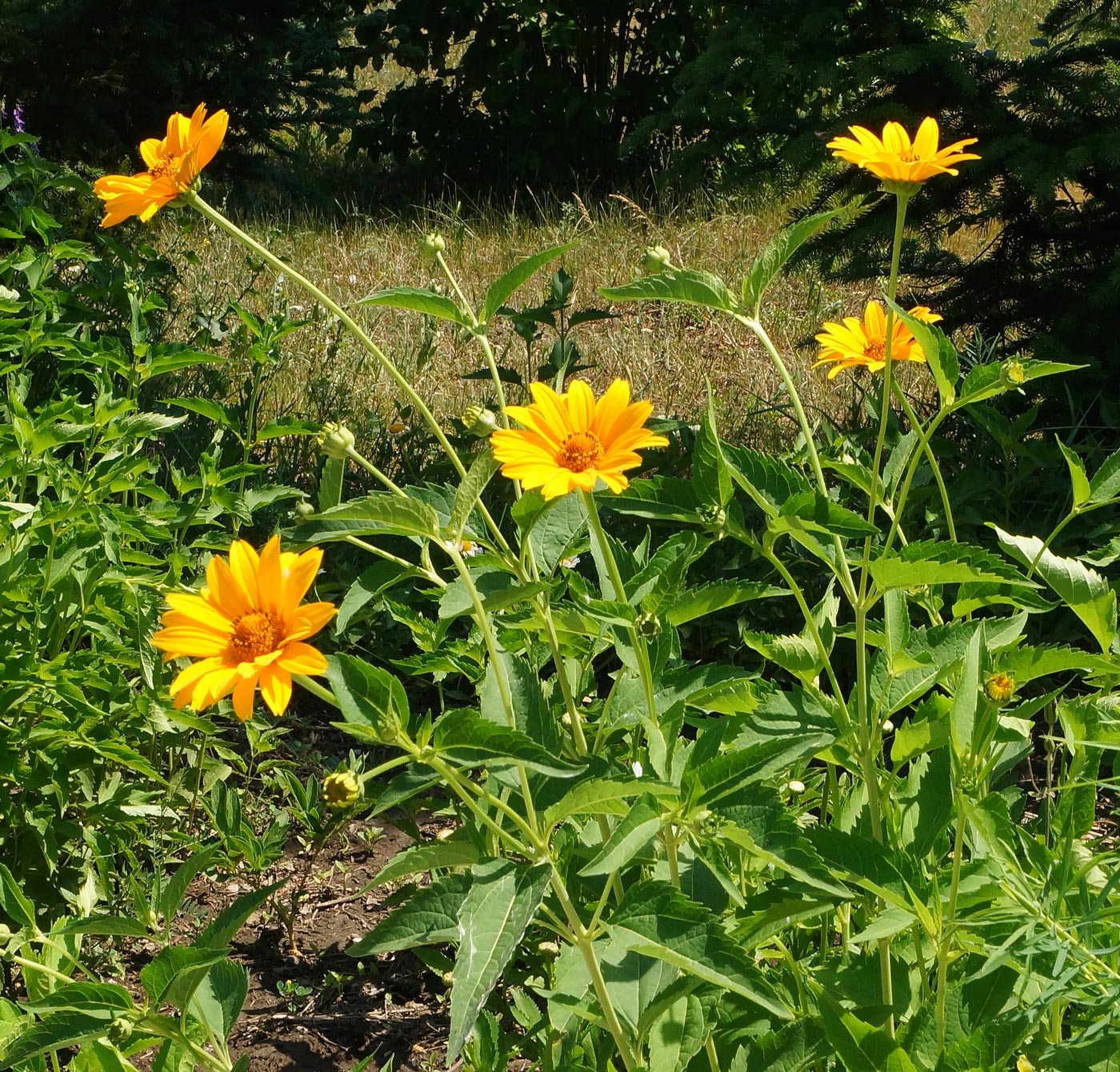 Image of Heliopsis helianthoides ssp. scabra specimen.