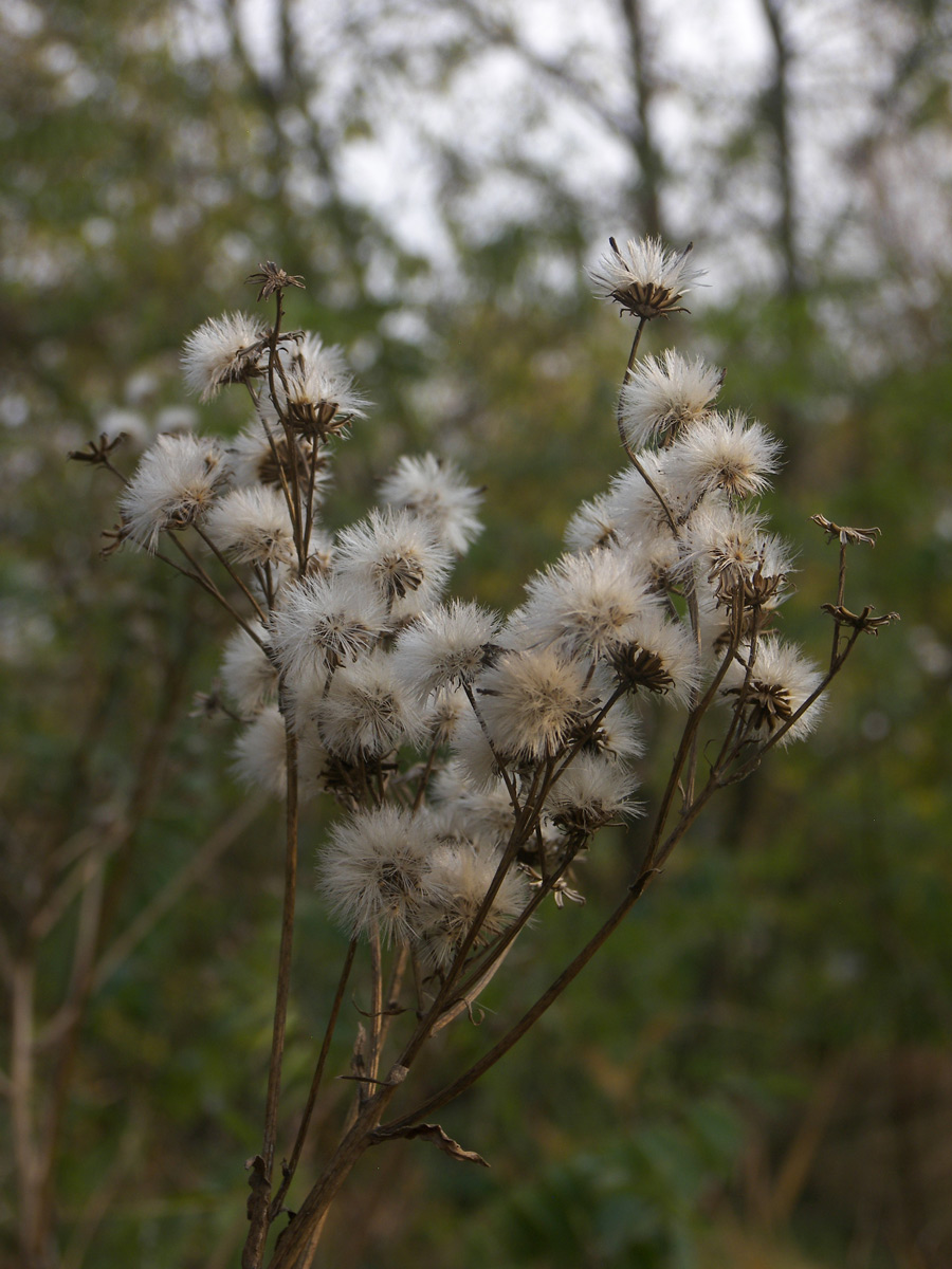 Изображение особи Senecio macrophyllus.