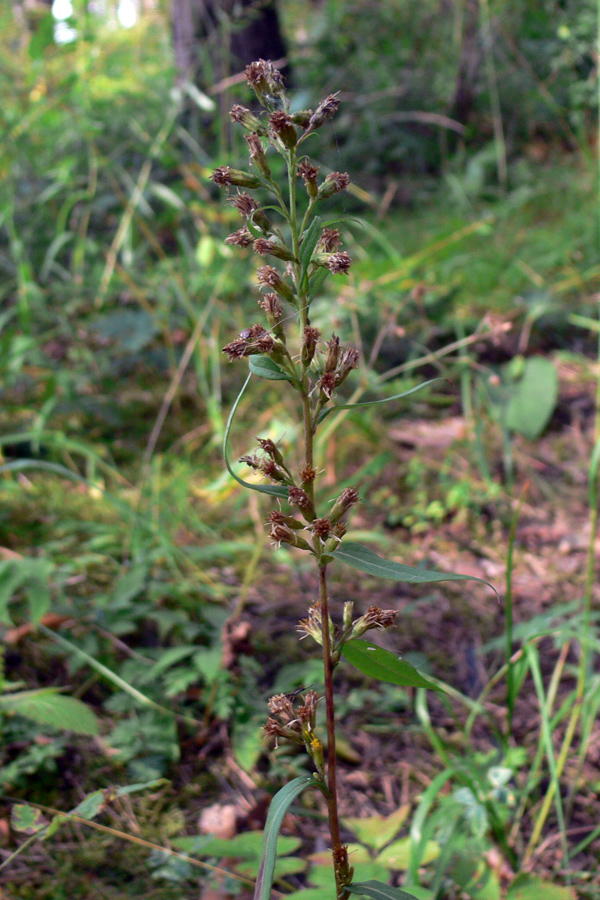 Image of Solidago virgaurea specimen.