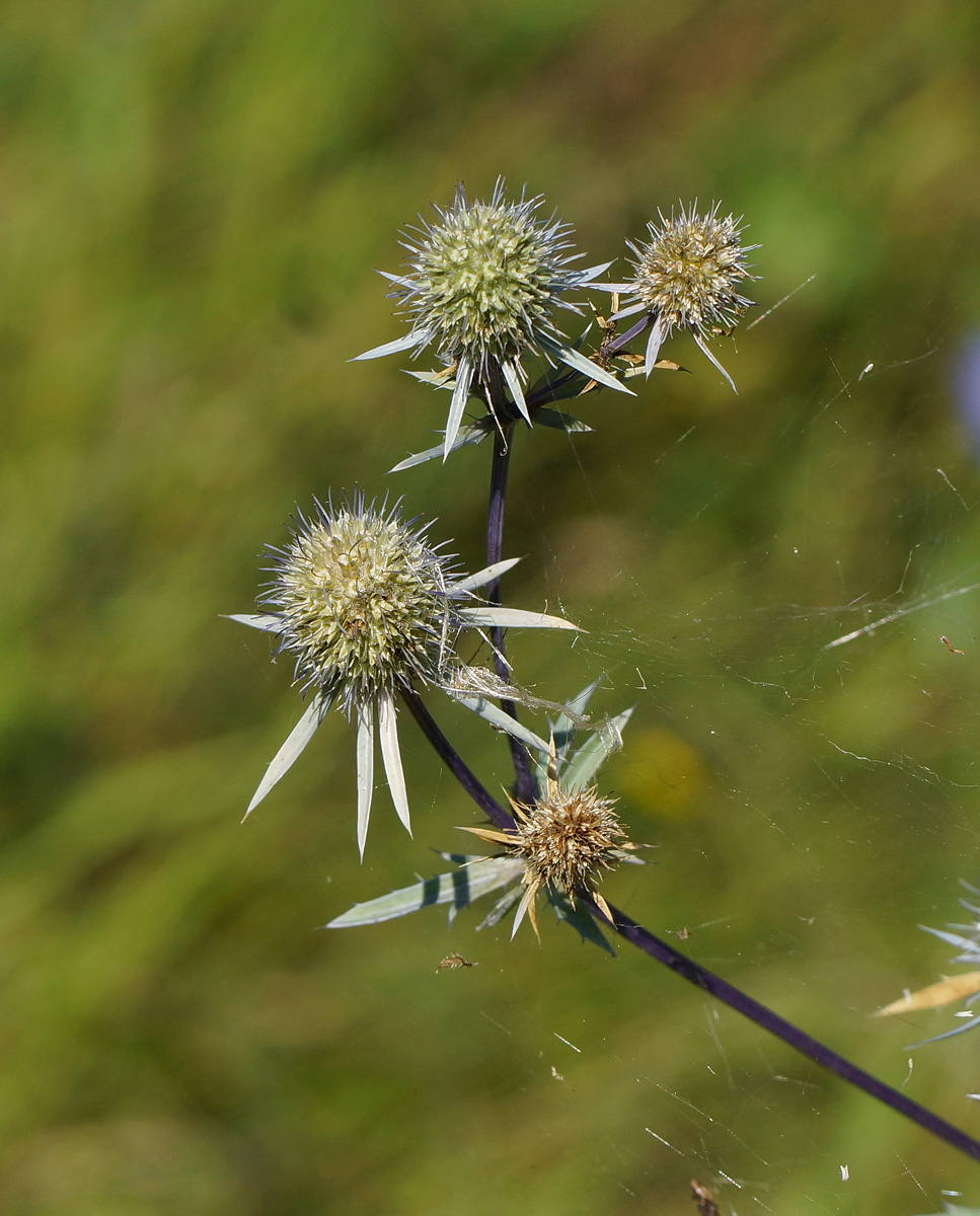 Изображение особи Eryngium planum.