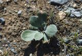 Goniolimon speciosum. Вегетирующее растение. Монгольский Алтай, недалеко от устья р. Цаган-Сала-Гол, восточное подножие горы Шивээт-Хайрхаан. 29.07.2008.
