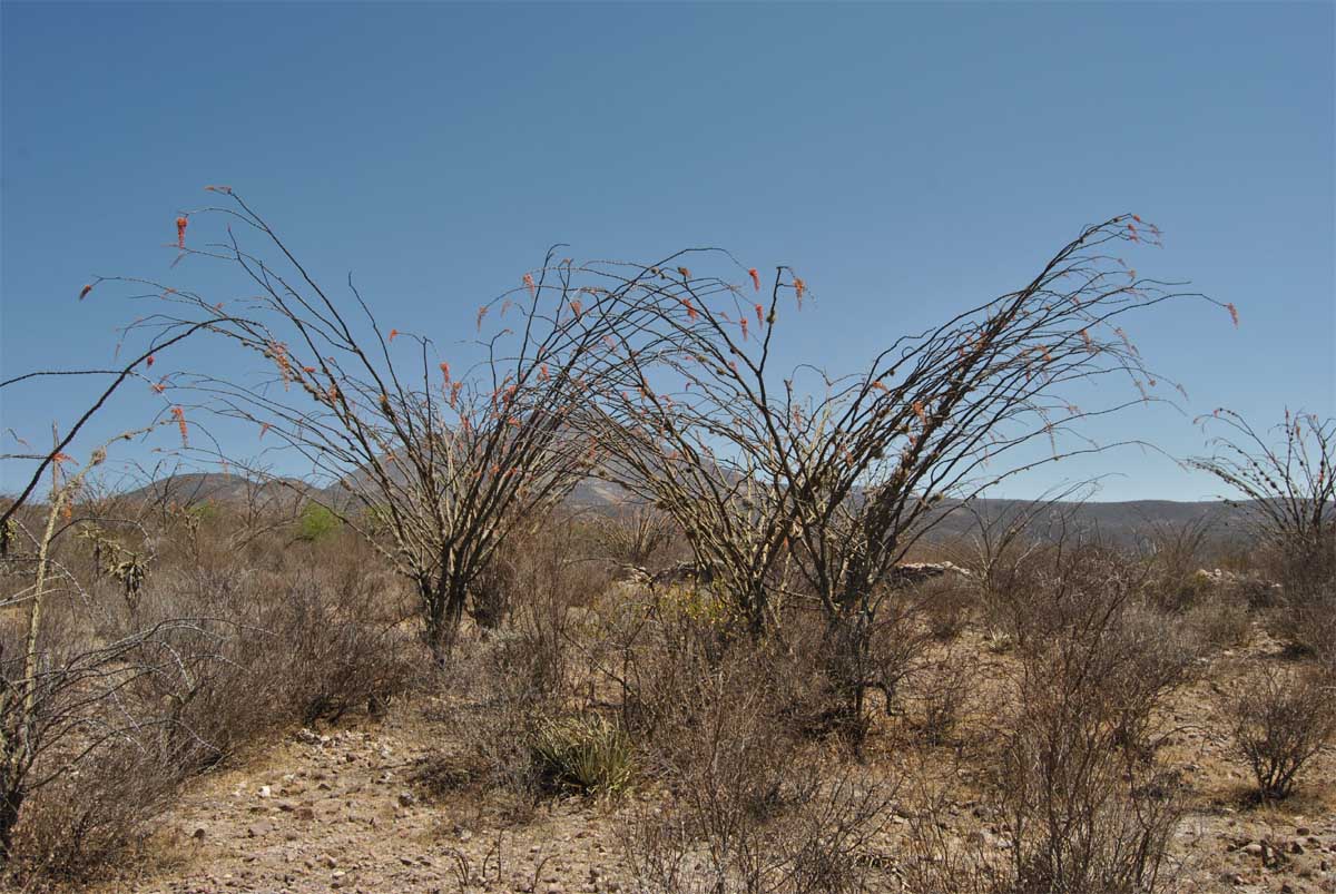 Image of Fouquieria splendens specimen.