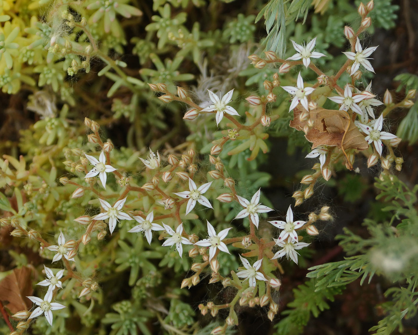 Image of Sedum pallidum specimen.