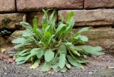 Erigeron annuus