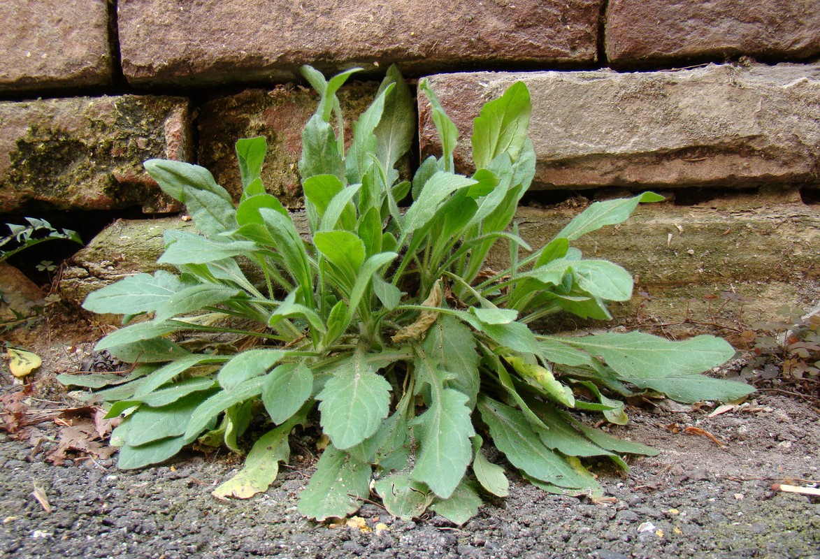 Image of Erigeron annuus specimen.