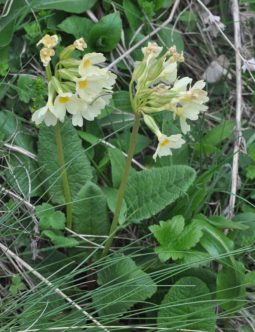 Image of Primula cordifolia specimen.