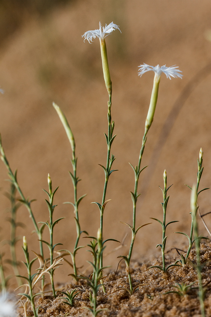 Image of Dianthus squarrosus specimen.