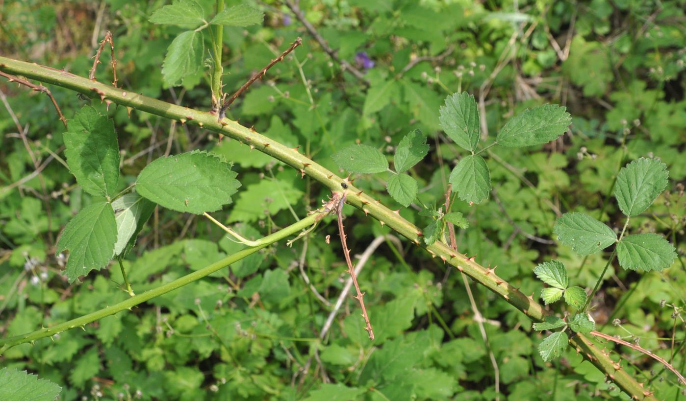 Image of genus Rubus specimen.