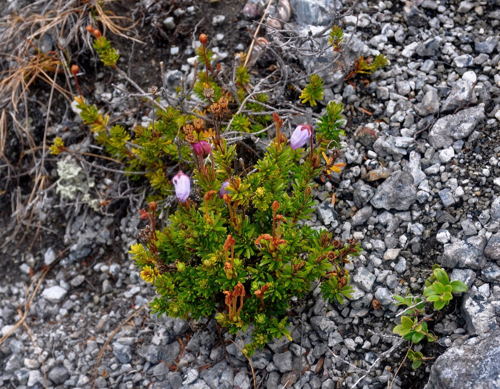 Image of Phyllodoce caerulea specimen.