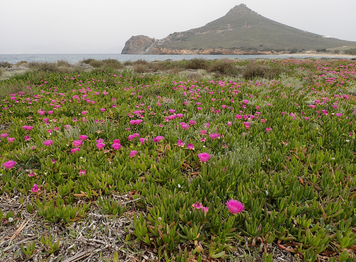 Image of Carpobrotus acinaciformis specimen.