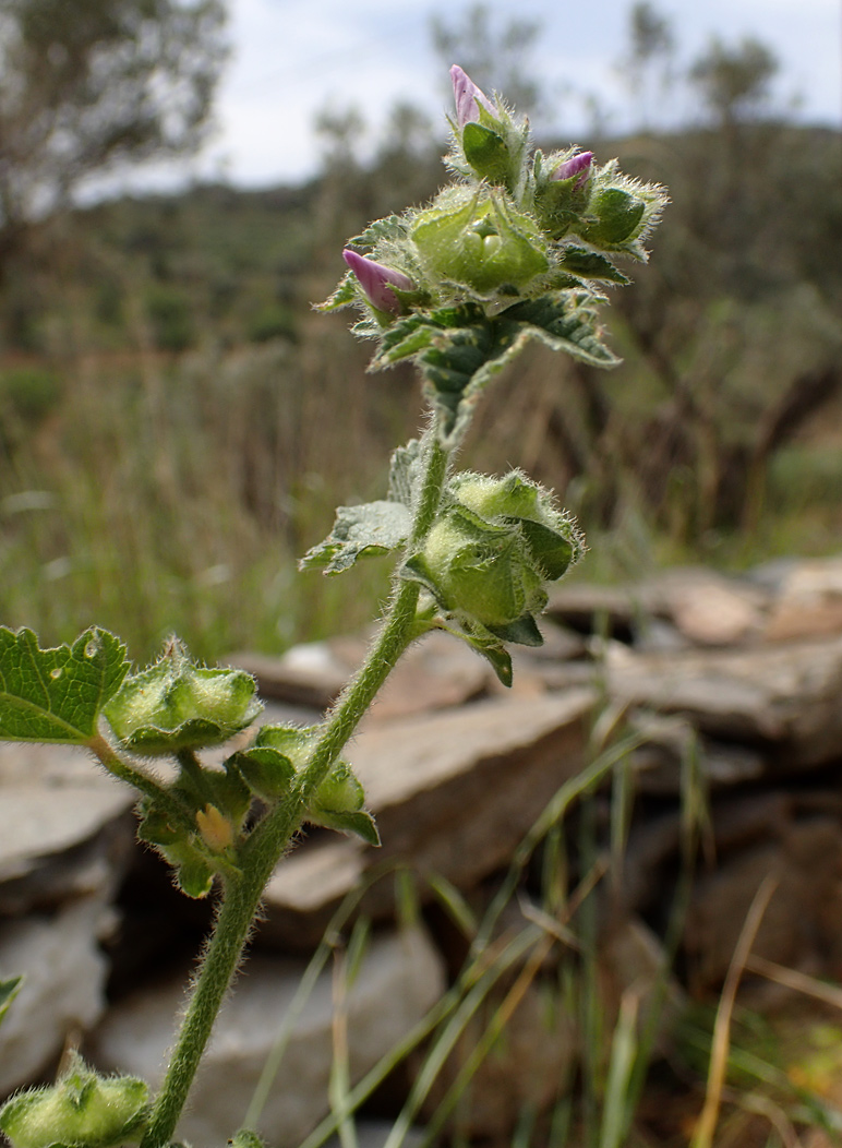 Image of Malva multiflora specimen.